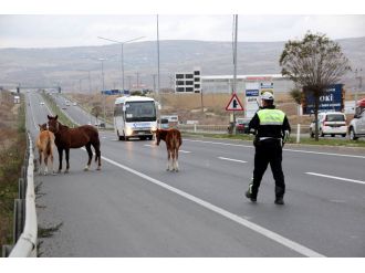 Dikkat bu yolda karşınıza at çıkabilir !