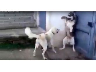 Sen misin yavruları korkutan !