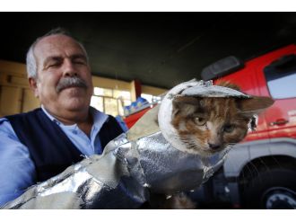 Minik kedinin zor anları