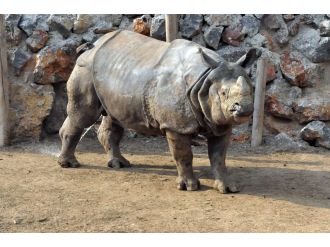 Samir’e İngiltere’den eş geldi