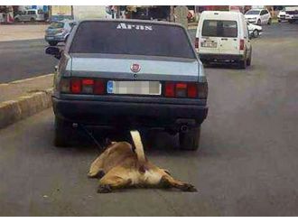 Bu görüntüsüyle gündeme oturmuştu: Yeni sahibini bekliyor