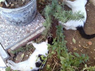 Antalya’da kedi ölümleri devam ediyor