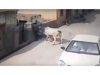 Adama inek saldırdı