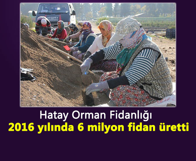Hatay Orman Fidanlığı 2016 yılında 6 milyon fidan üretti