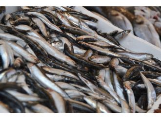 Türkiye’de avlanan her 3 balıktan biri ’hamsi’ oldu