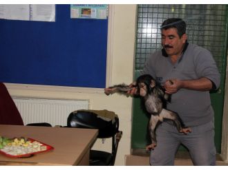 Annesinin bakmadığı minik şempanzeye özel bakım
