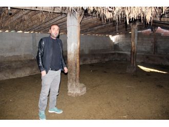 Bu ahır hayvan doluydu: Hepsi çalındı !