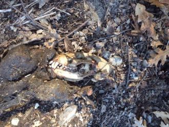 Ormanlık alanda leşi bulunan yaratık esrarını koruyor