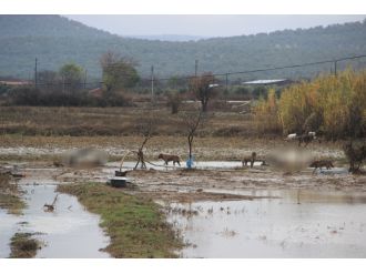 Sel hayvanları da vurdu: Yüzlerce hayvan telef oldu