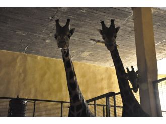 Aileye iki yeni üye daha katıldı