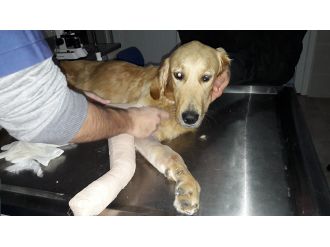 Bunu yapan insan olamaz