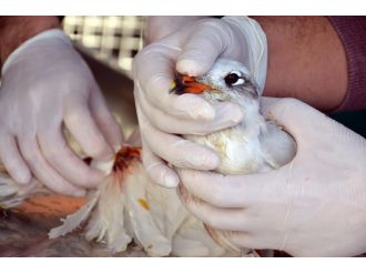 Yaralı martıya ambulanslı müdahale