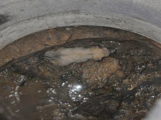 Zavallı köpek foseptik çukuruna düştü