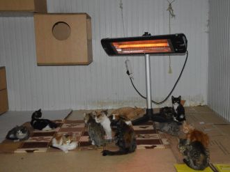 Engelli hayvanların yaşam savaşı