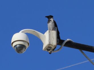 Türkiye’de yeni bir kuş türü keşfedildi