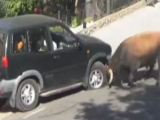 Boğa öfkesini araçtan çıkardı