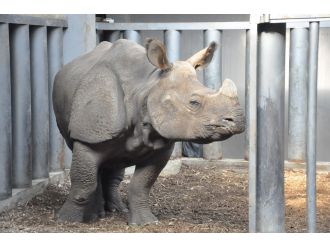 Yeni gelin evine alışıyor