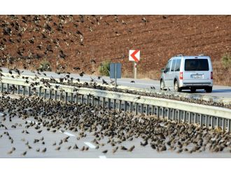 Soğuk onları da vurdu, binlercesi kara yolunu kapattı...