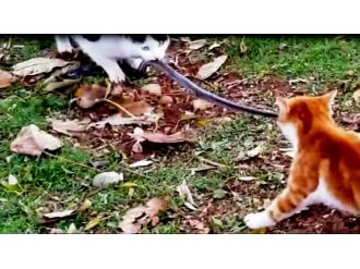 Kediler yılanı paylaşmak istemeyince...