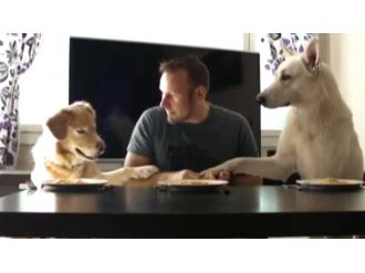 İki köpek ve bir adam spagetti yeme yarışına girerse !