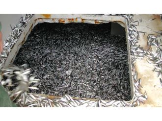 Karadeniz’den hamsi fışkırıyor