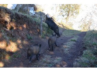 Aç kalan yaban domuzları köye indi