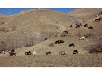 Kaçakçı katırları ihaleyle satıldı