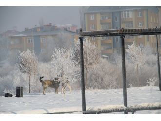 Ardahan buz tuttu: Termometreler eksi 32’yi gösterdi