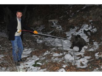 Yavru ayılara kamyon çarptı