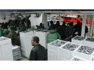 Karadeniz’de hamsi bereketi