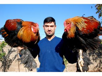 Kickboks şampiyonu horozunu da şampiyonluğa hazırlıyor