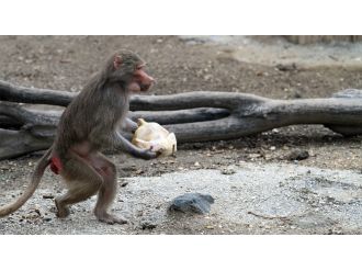 Maymunların yumurta ve tavuk keyfi