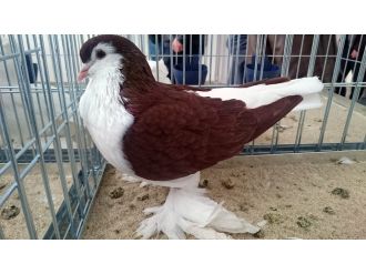 Araba fiyatına güvercin