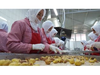 Kestanenin ’şeker’ yolculuğu