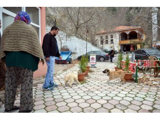 Soma’da kuduz endişesi