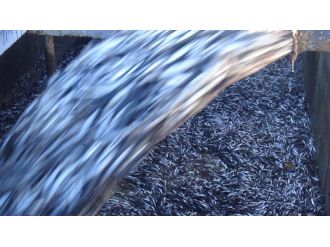 Limana 350 ton hamsi ile geldiler