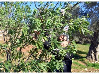 Muğla’da badem ağaçları çiçek açtı