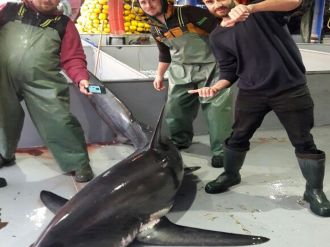 Tekirdağ’da denizden ’jaws’ çıktı