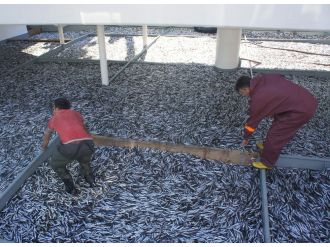 500 ton hamsi fiyatları düşürdü