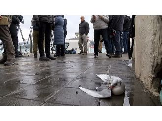 Sahil Güvenlik ekipleri yaralı martıya sahip çıktı