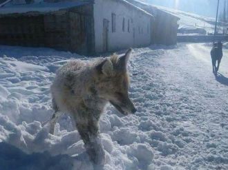 "Tilki dondu" haberi mizansen çıktı