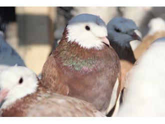 Haczedilen 769 bin TL’lik güvercinler elde kaldı