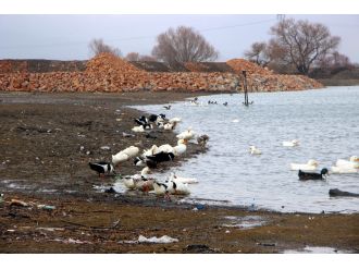 Bursa’da kuş gribi alarmı