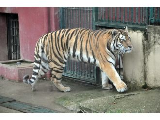 Havalar soğuyunca keyfi yerine geldi