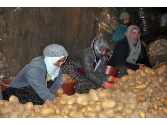 Sofranızda patatese yer açın