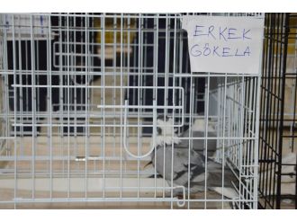 Araba fiyatına güvercinler görücüye çıktı