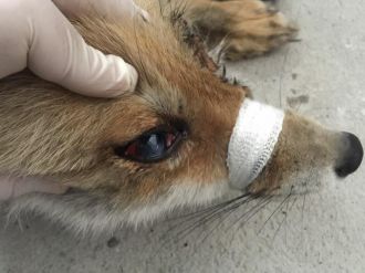 Gözleri görmeyen tilki ameliyat edildi