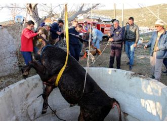 Bu da dana kurtarma operasyonu