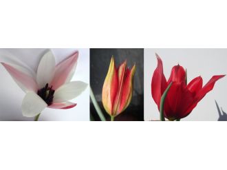 İşte ilk yerli laleler