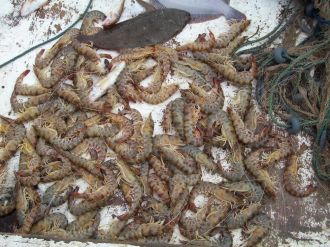 Marmara Denizi’nde karides avı yasaklandı